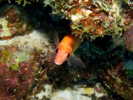 IMG 4050 Squirrelfish